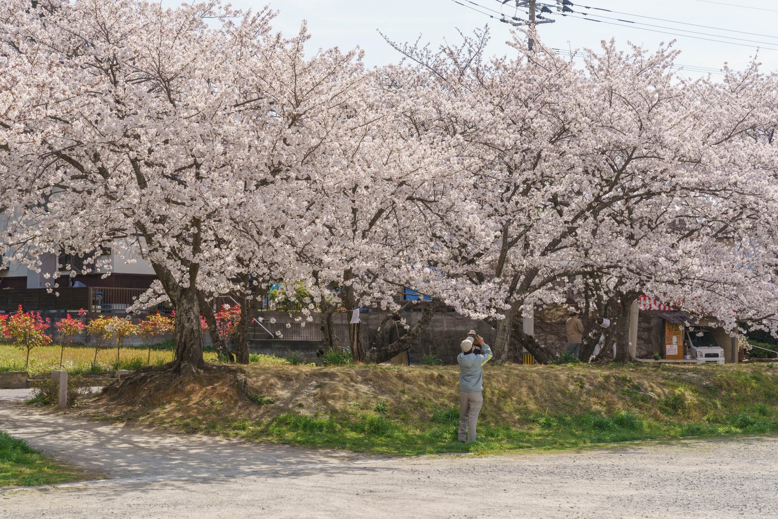 四季を彩る春の植木市が開催されます 夫婦の宮 香椎宮